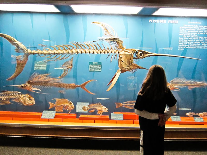 Washington, DC Museum of Natural History