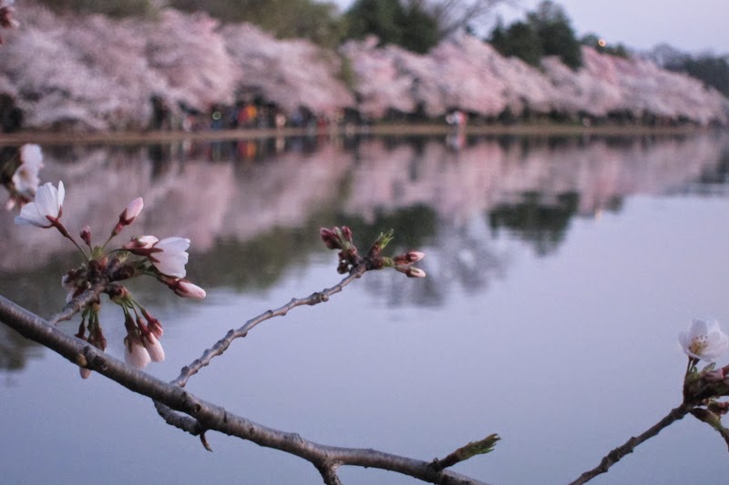 DC Tidal Basin - Cherry Blossom Season