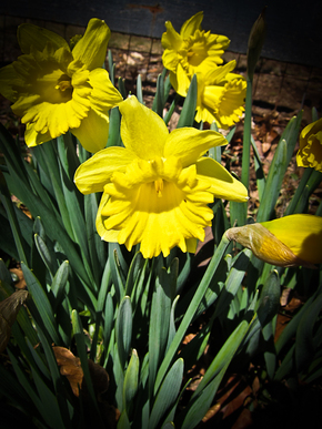 daffodil's