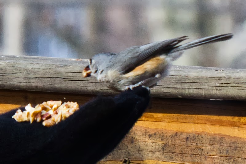 Titmouse bird eating from my hand