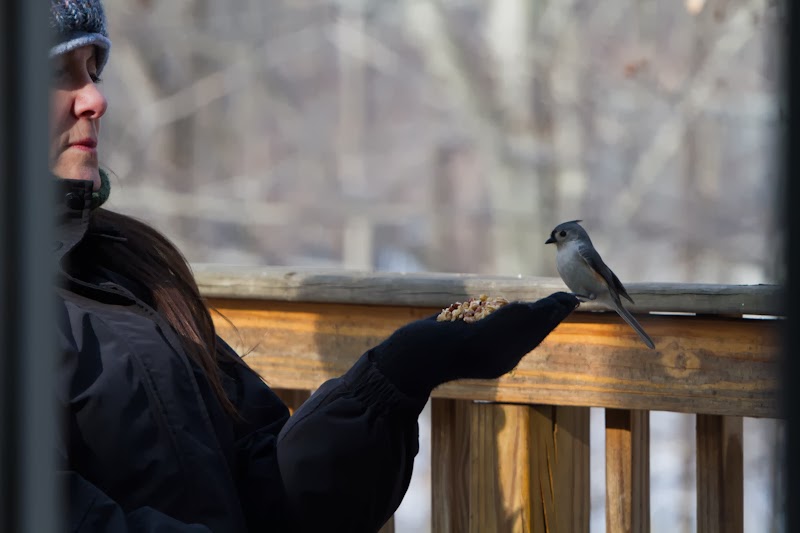 hand feeding birds in the backyard