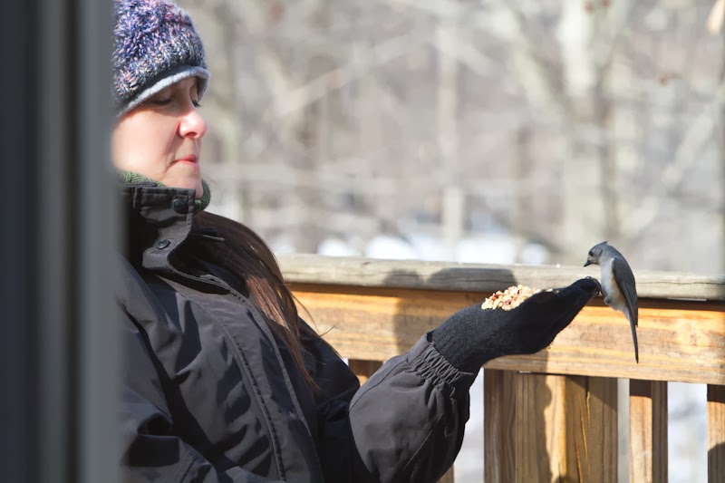Feeding a Titmouse from my hands